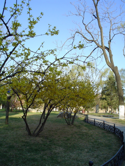Forsythia et lune