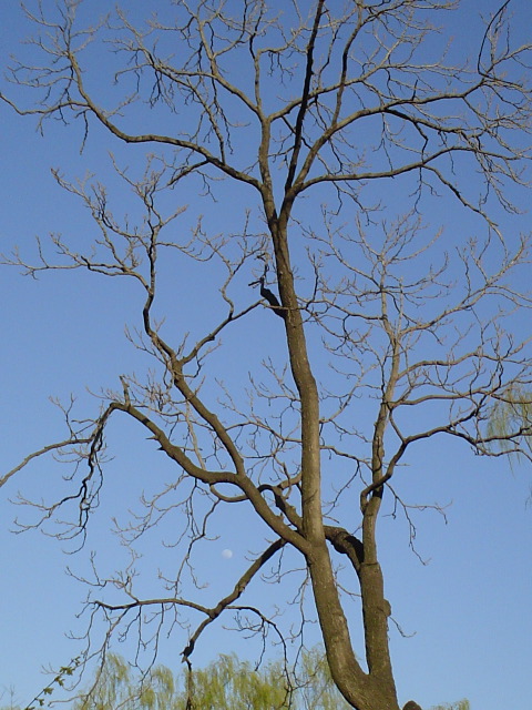 Lune encadr&eacute;e d'arbre