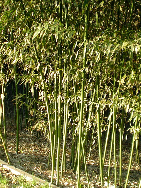 Bamboo en fin d'apr&egrave;s-midi