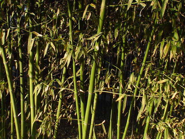 Bamboo de p&acirc;ques - reconnaissez-vous?