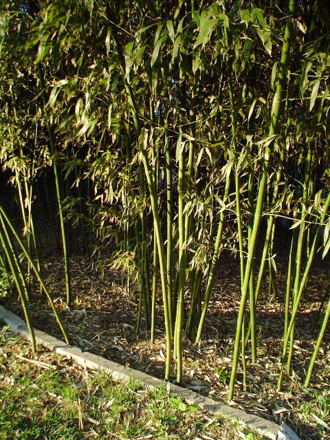 Encore du bamboo - que voulez-vous, j'aime &ccedil;a!