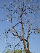 Lune encadr&eacute;e d'arbre