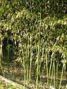 Bamboo en fin d'apr&egrave;s-midi