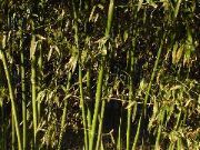 Bamboo de p&acirc;ques - reconnaissez-vous?