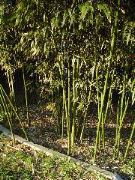 Encore du bamboo - que voulez-vous, j'aime &ccedil;a!