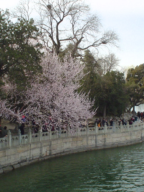 Flowering cherry (or is it plum?)