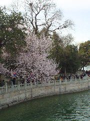 Flowering cherry (or is it plum?)