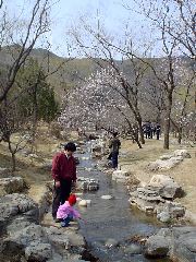 植物园 (Zh&iacute;w&ugrave;yu&aacute;n, Botanical Gardens)