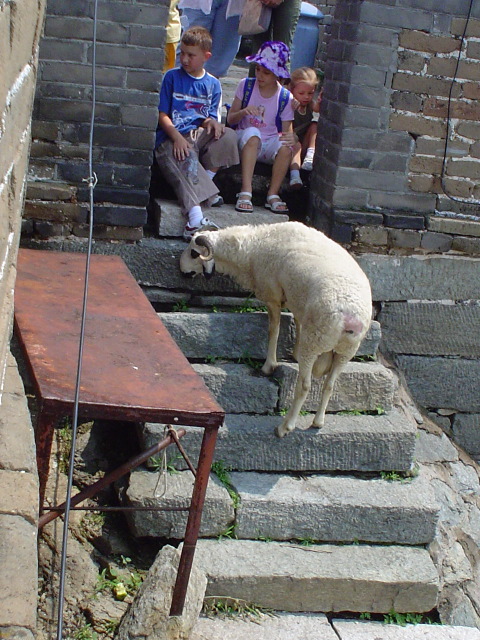 Unusual visitor