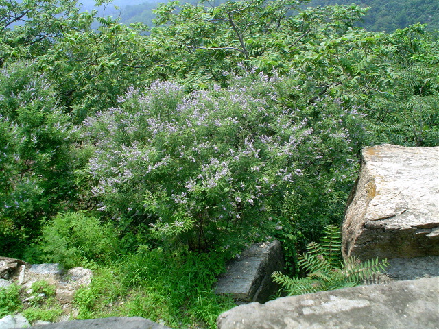 Beautiful shrub