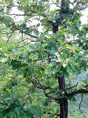 Nice oak (?)