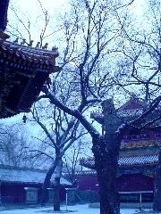Lama Temple courtyard 