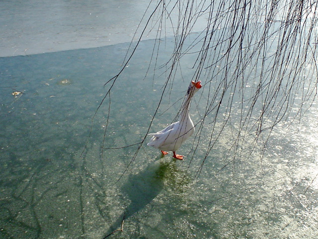 Beihai_weird_bird.JPG