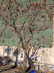 song_birds