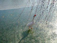Beihai_weird_bird.JPG
